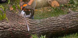 How Our Tree Care Process Works  in  Lathrop, MO